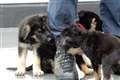 Met Police welcomes puppies in memory of sergeant killed in line of duty