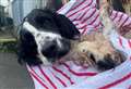 Dog with tumours and rotting teeth dumped with puppies