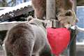 Bear cubs roll around in the snow after tearing into heart-shaped pinatas