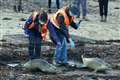 Rehabilitated seals returned to the wild in rare triple release