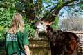 Okapi kicks inside mother’s womb as London Zoo prepares to welcome arrival