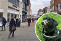 Sniffed out! Drugs found on public as dogs take to busy streets