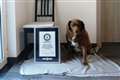 World’s oldest dog ever, 30-year-old Bobi, crowned by Guinness World Records