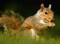 Warning over dead squirrel scam