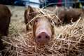 In Pictures: Pig in a pose at the Cornish Winter Fair