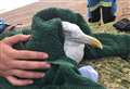 Gull rescued after swallowing fishing line