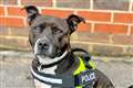 Abandoned Staffie turns life around to sniff out danger at royal events