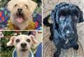 Meet 20 dogs in Kent desperate for a forever home this Christmas