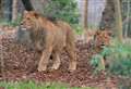 Lion born at Kent park marks huge milestone in the wild