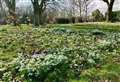 Where to see snowdrops in Kent this winter