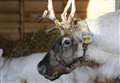 Reindeers axed from Christmas Market