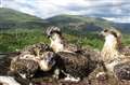 Osprey chicks named Doddie, Vera and Captain