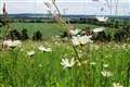 England’s ‘B-Lines’ network of wildflower habitat to help bees launched