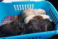 Joy as stolen guinea pigs found