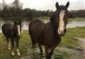 Flooded field raises horse welfare concerns