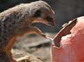 Meerkats get Easter treats