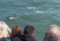 Dolphins videoed playing near bomb ship