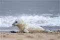 Lockdown risks safety of Norfolk seal pups, charity warns