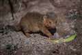 Tiny dwarf mongoose triplets born at Chester Zoo