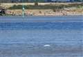 'Benny' the beluga whale still attracting the crowds