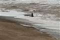 Whales washed up on East Yorkshire beach