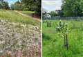 Wildflower meadow compared to a ‘building site’