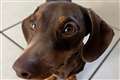 Man arrested on suspicion of burglary after dachshund Twiglet taken from home