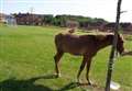 Horse 'monitored' by RSPCA was loose in park