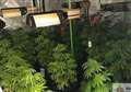 Cannabis factory raided by police