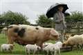 Charles in hog heaven on visit to TV star’s farm attraction