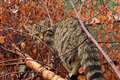 Wildcats to be released in Cairngorms after licence approved