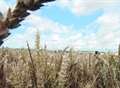 Harvest of crops hit by wet weather