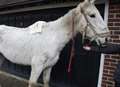 Woman banned after neglect of skinny horse