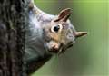 Teens 'torture' squirrel with catapult in park