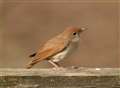 The only way is Essex... for nightingales