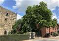 Secrets behind ancient baobabs