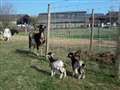 Goats stolen from Dartford far