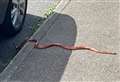 Snake on the loose in street