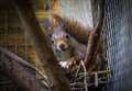 Super-stud red squirrel retires in Kent