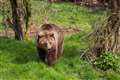 Brown bears euthanised at zoo after escaping enclosure