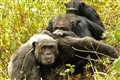 Chimpanzees prefer to focus on fewer friends as they age, study suggests