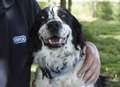 Abandoned blind spaniel gets new home