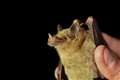 Study sheds light on famous tequila bat