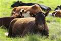 Farm animal disease sparks countywide restriction on moving livestock