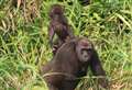 Gorilla born in Kent animal park achieves amazing first in the wild