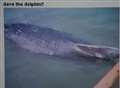 Film of dolphin being tormented posted on web