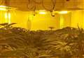 1,000 plants found in town centre cannabis farm