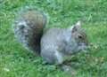 Squirrels blamed for cottage fire