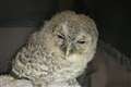 Underweight baby owl is rescued by the RSPCA