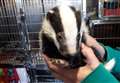 Freezing baby badger rescued from roadside